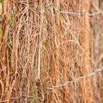 Gard gradina, paravan tije naturale BASIC - 1.5x5m