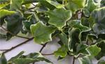 Ghirlanda iedera artificiala verde-crem - 45 cm