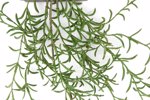 Ghirlanda planta artificiala HOYA verde - 90 cm