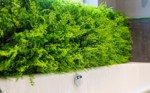 Gradina verticala artificiala FERN - 50x50cm