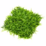 Gradina verticala artificiala FERN - 50x50cm