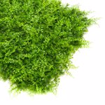 Gradina verticala artificiala FERN - 50x50cm