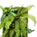Gradina verticala artificiala LIVING WALL - 60x40cm