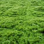 Gradina verticala artificiala MOSS - 100x100cm