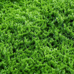 Gradina verticala artificiala MOSS - 100x100cm