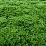 Gradina verticala artificiala MOSS - 100x100cm