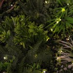 Gradina verticala artificiala SAUVAGE LIGHT - 100x100cm