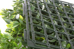 Gradina verticala artificiala SCHEFFERA - 50x50cm