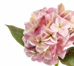 Hortensie artificiala roz-crem - 47 cm