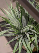 Iarba artificiala decorativa verde - 33 cm