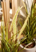 Iarba artificiala decorativa x7 Foxtail - 130 cm