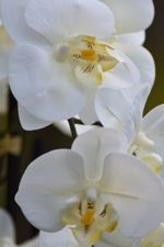 Orhidee artificiala crem in ghiveci ceramic - 50 cm