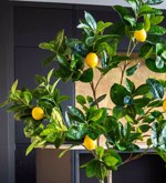 Lamai artificial decorativ in ghiveci din plastic - 150 cm