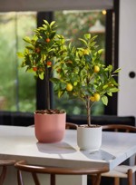 Lamai artificial decorativ in ghiveci din plastic - 75 cm
