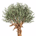 Maslin artificial cu trunchi natural - 220 cm