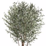 Maslin artificial gigant cu trunchi natural - 270 cm