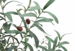 Maslin artificial in ghiveci negru - 140 cm