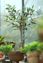 Maslin artificial in ghiveci - 65 cm