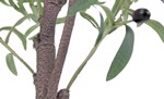 Maslin artificial in ghiveci negru - 140 cm