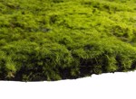 Muschi artificial decorativ - 100x100 cm