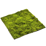 Muschi artificial decorativ - 100x100 cm