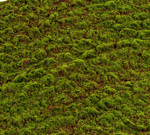 Muschi artificial decorativ Grimmia - 100x100 cm