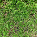 Muschi artificial decorativ Grimmia - 100x100 cm