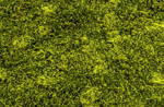 Muschi artificial decorativ Hypnum - 100x100 cm