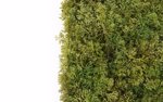 Muschi artificial decorativ tratat UV - 50x50 cm