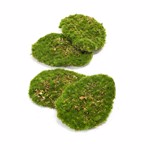 Set x4 muschi artificiali decorativi verzi 15x10cm 