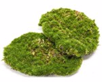 Set x4 muschi artificiali decorativi verzi 15x10cm 