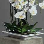 Orhidee artificiala alba in ghiveci ceramic - 62 cm