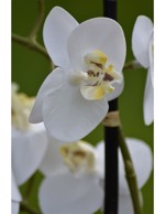 Orhidee artificiala alba in ghiveci ceramic - 30 cm