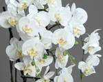 Orhidee artificiala alba in ghiveci ceramic - 62 cm