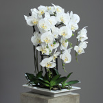 Orhidee artificiala alba in ghiveci ceramic - 62 cm