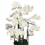 Orhidee artificiala alba pentru ghiveci - 110 cm