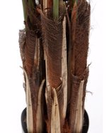 Palmier artificial Areca in ghiveci - 180 cm