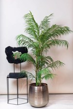 Palmier artificial Chamaedorea in ghiveci din plastic - 120 cm