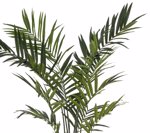 Palmier artificial Kentia in ghiveci - 270 cm