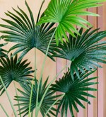 Palmier artificial Livistona in ghiveci - 160 cm