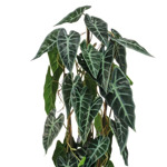Planta artificiala Alocasia in ghiveci - 75 cm