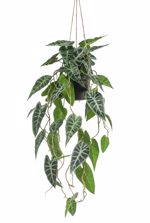 Planta artificiala curgatoare Alocasia in ghiveci - 80 cm