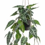 Planta artificiala curgatoare Alocasia in ghiveci - 80 cm