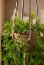 Planta artificiala curgatoare Asparagus in ghiveci - 75 cm