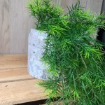 Planta artificiala curgatoare Asparagus verde - 75 cm