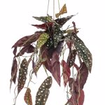 Planta artificiala curgatoare Begonia in ghiveci - 80 cm