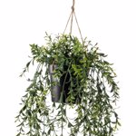 Planta artificiala curgatoare Boxwood in ghiveci - 50 cm