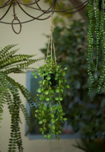 Planta artificiala curgatoare Ceropegia in ghiveci - 50 cm