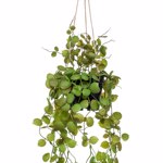 Planta artificiala curgatoare Ceropegia in ghiveci - 50 cm