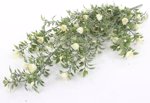 Planta artificiala curgatoare cu flori crem - 75 cm